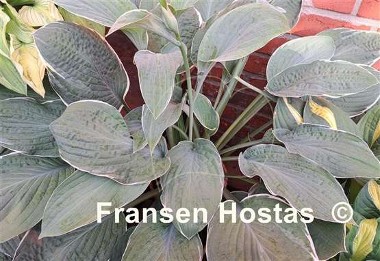 Hosta All the Way